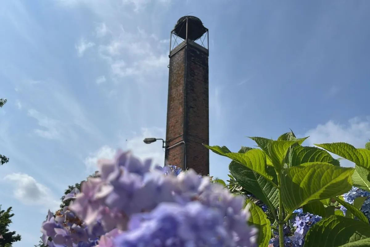 Echtes Storchennest auf dem alten Schornstein des Storchennest Schafflund