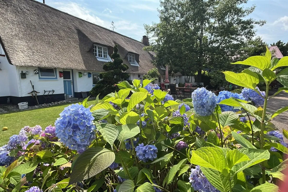 Hortensien im Hof des Storchennest Schafflund